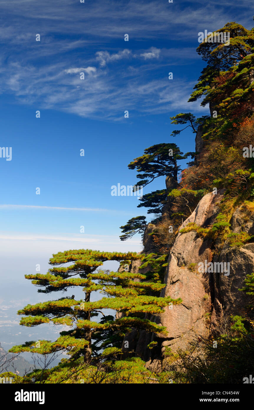 Pinien mit Blick auf Tal am Anfang glauben Peak gelben Berg Huangshan China Stockfoto Pinien mit Blick auf Tal am Anfang glauben Peak gelben Berg Huangshan China Stockfoto