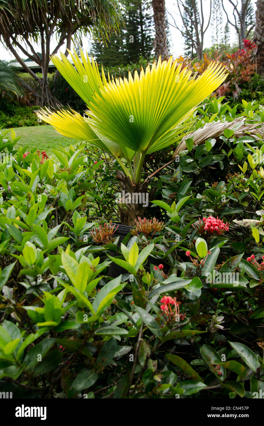 Die Plantage Garten-Tour auf der Dole Plantage in Wahiawa, Oahu, Hawaii Stockfoto