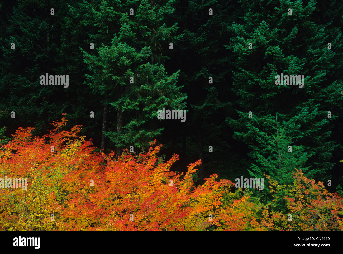 Herbstfarben in Manning Provincial Park, Britisch-Kolumbien Stockfoto