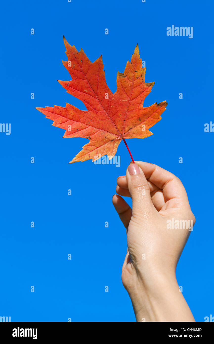 Kanada, Provinz Quebec, Montreal, hand holding ein rotes Ahornblatt, Symbol von Kanada Stockfoto