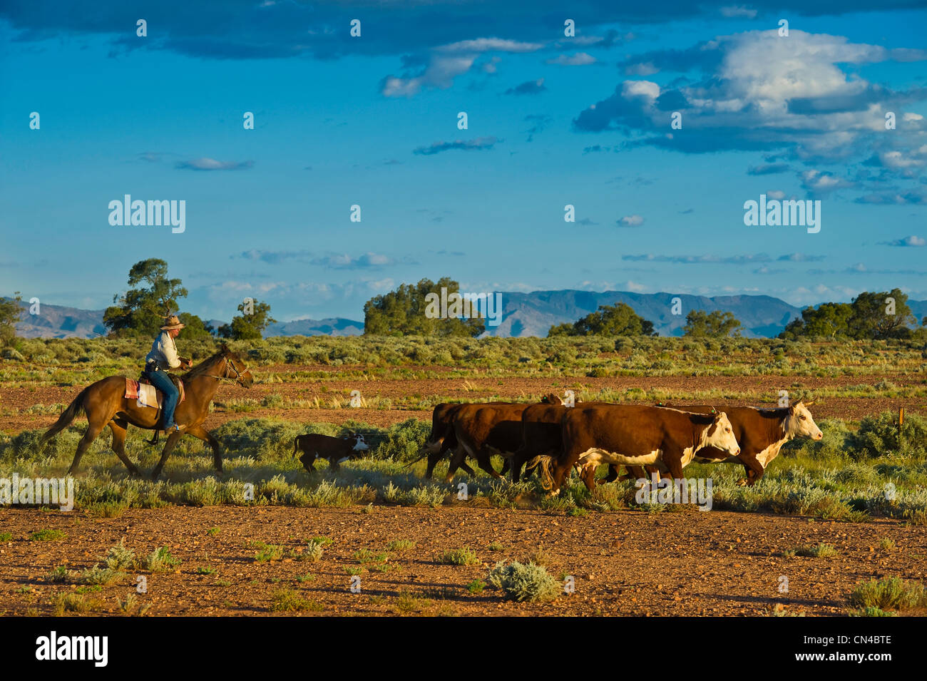 Horse ranch australia -Fotos und -Bildmaterial in hoher Auflösung – Alamy