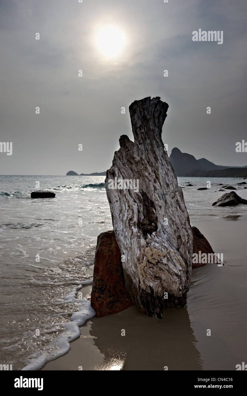 Treibholz am Bai Nhat Strand, Con Dao Island, Vietnam Stockfoto