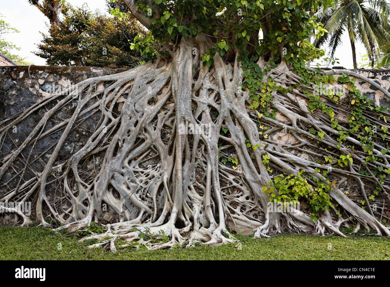 Würgefeige Baum an Wand in Con Son, Con Dao Island, Vietnam Stockfoto