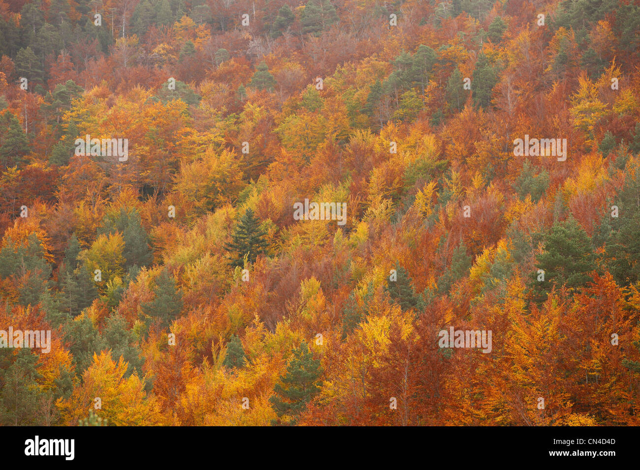 Spanien, Katalonien, natürlichen Park von Cadi el Moixero, Sierra del Cadi Stockfoto