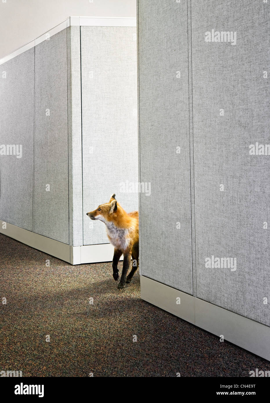 Fuchs im Büro Stockfoto