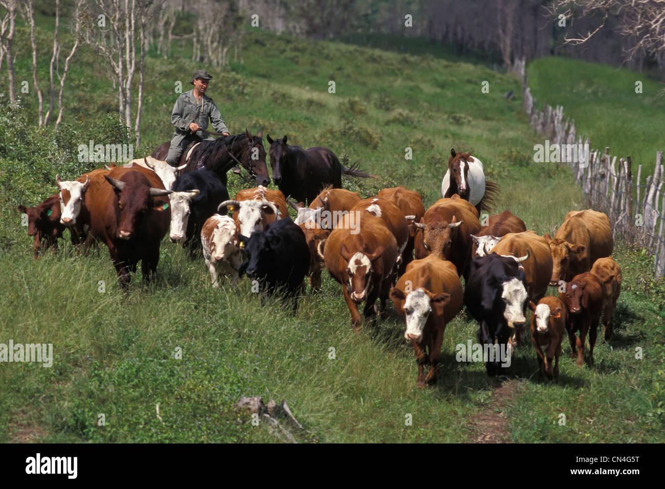 Frankreich, Neu-Kaledonien, Northern Province, stockman Stockfoto