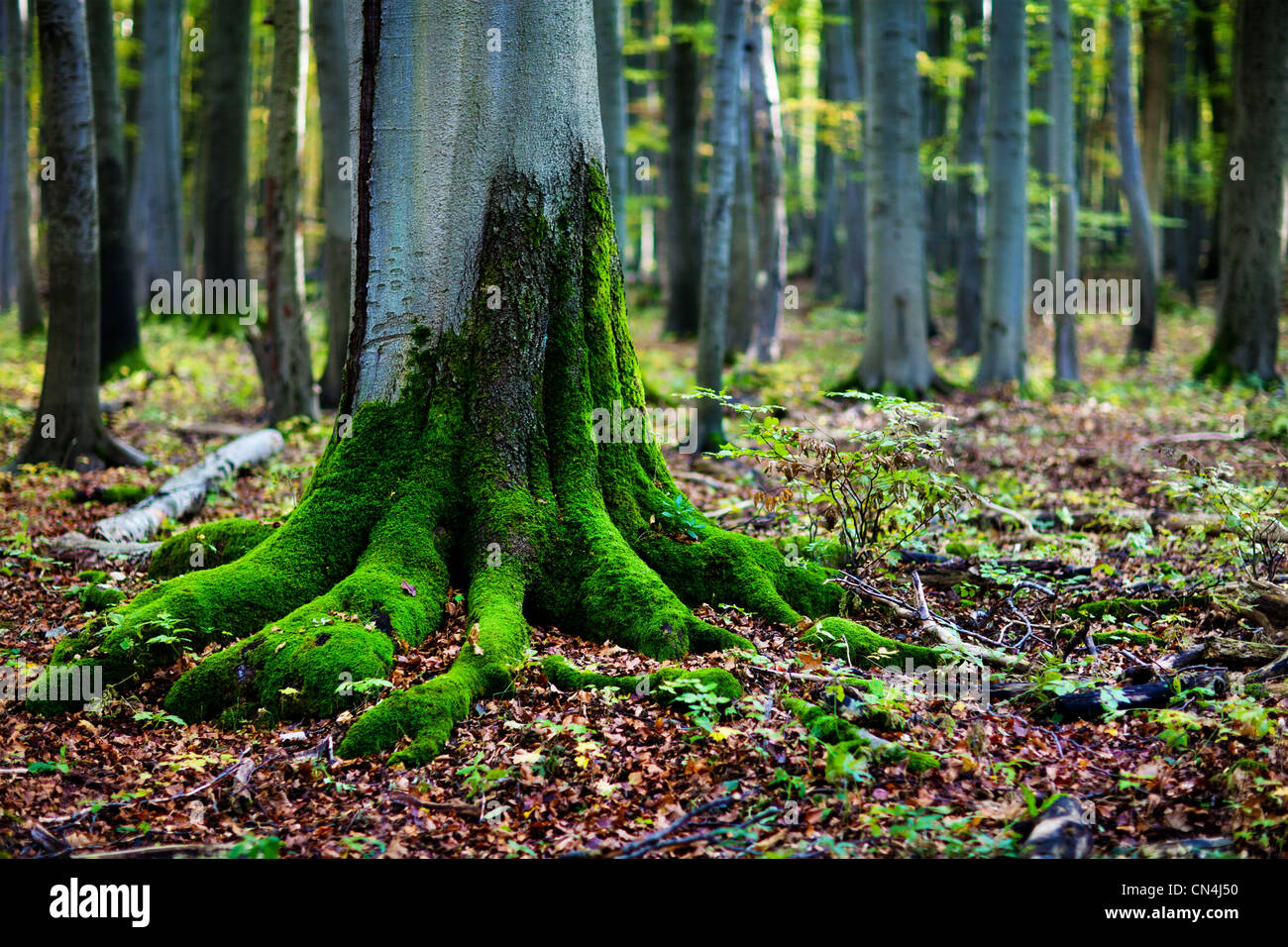 Moos auf Baumwurzeln im Wald Stockfoto