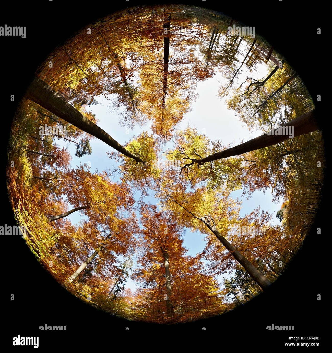 Fisheye Blick auf Wald im Herbst Stockfoto