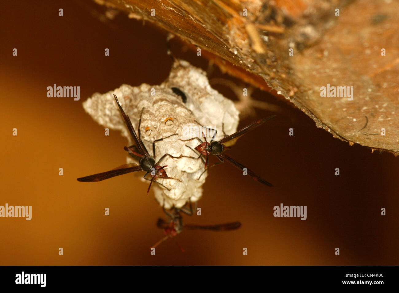 Wespen bauen ihr nest Stockfoto