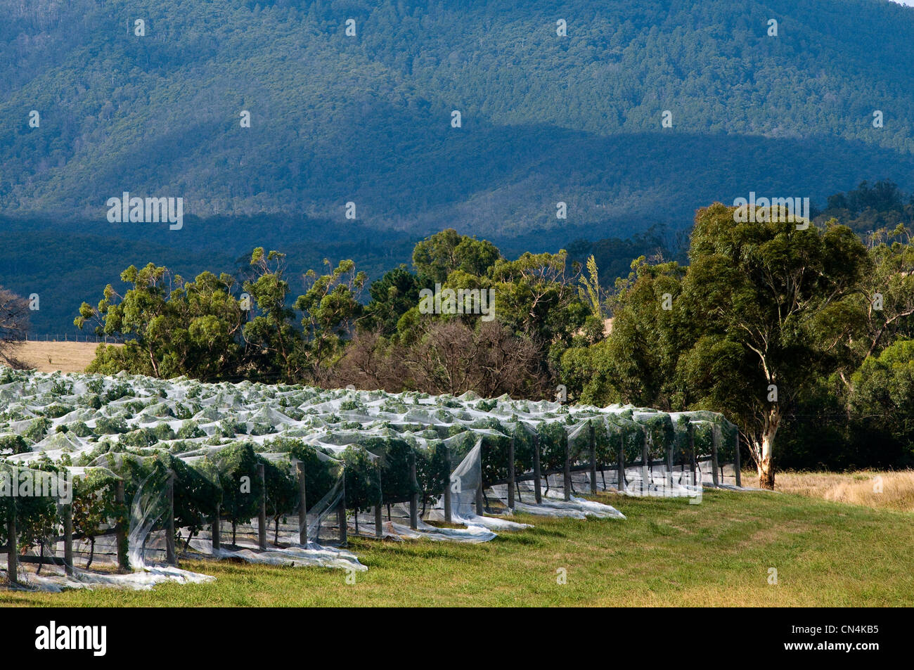 Australien, Victoria, Weinregion Yarra Valley im Norden östlich von Melbourne, die französischen Dominique Portet Weingut auf Stockfoto