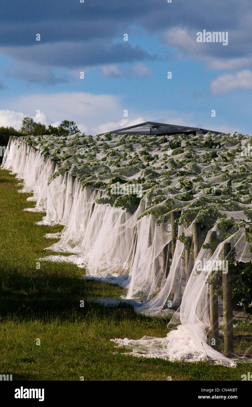 Australien, Victoria, Weinregion Yarra Valley im Norden östlich von Melbourne, die französischen Dominique Portet Weingut auf Stockfoto