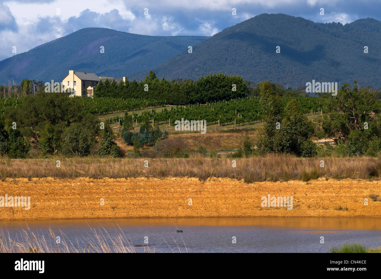 Australien, Victoria, Weinregion Yarra Valley im Norden östlich von Melbourne, die französischen Dominique Portet Weingut auf Stockfoto