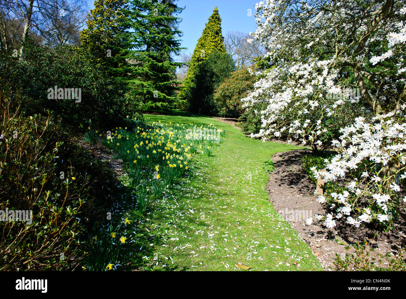 Saville Gärten, Osterglocken, Narzissen, Magnolien, Windsor Great Park, Saville Gärten, Virginia Water, Berkshire, UK Stockfoto