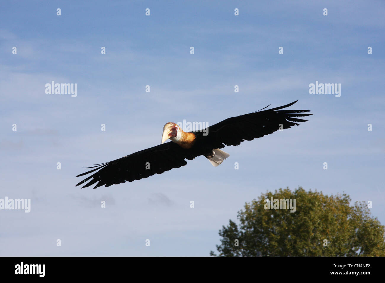 Walden Hornbill Stockfoto