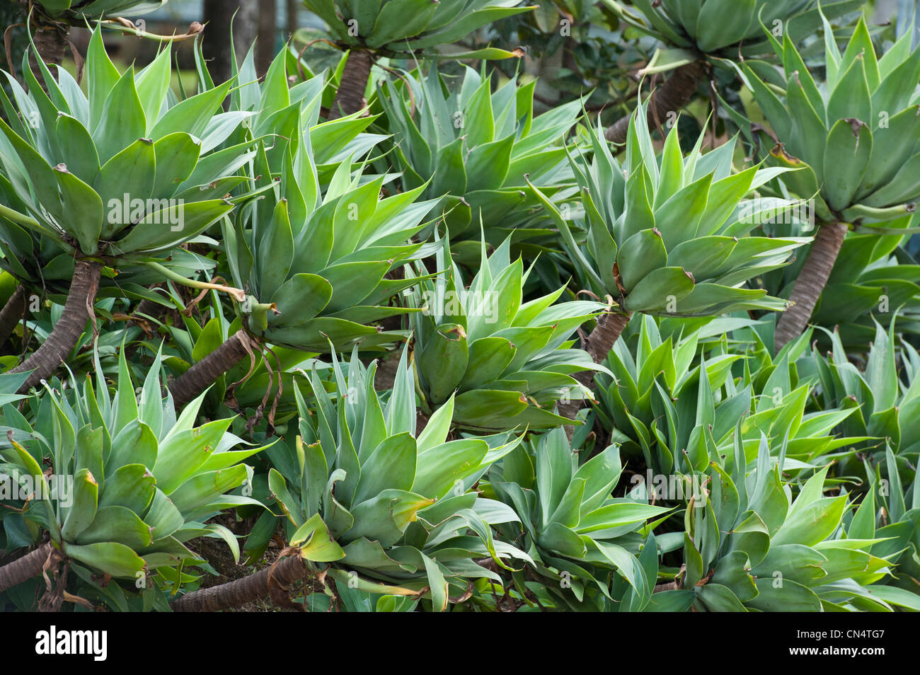 Kolumbien, Antioquia Abteilung, Medellin, Joaquin Antonio Uribe Botanischer Garten Stockfoto