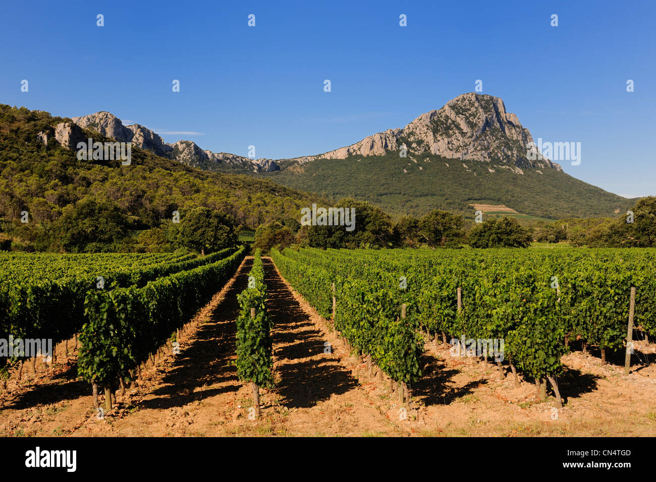 Frankreich, Herault, Weinberge vor dem Pic St. Loup Stockfoto
