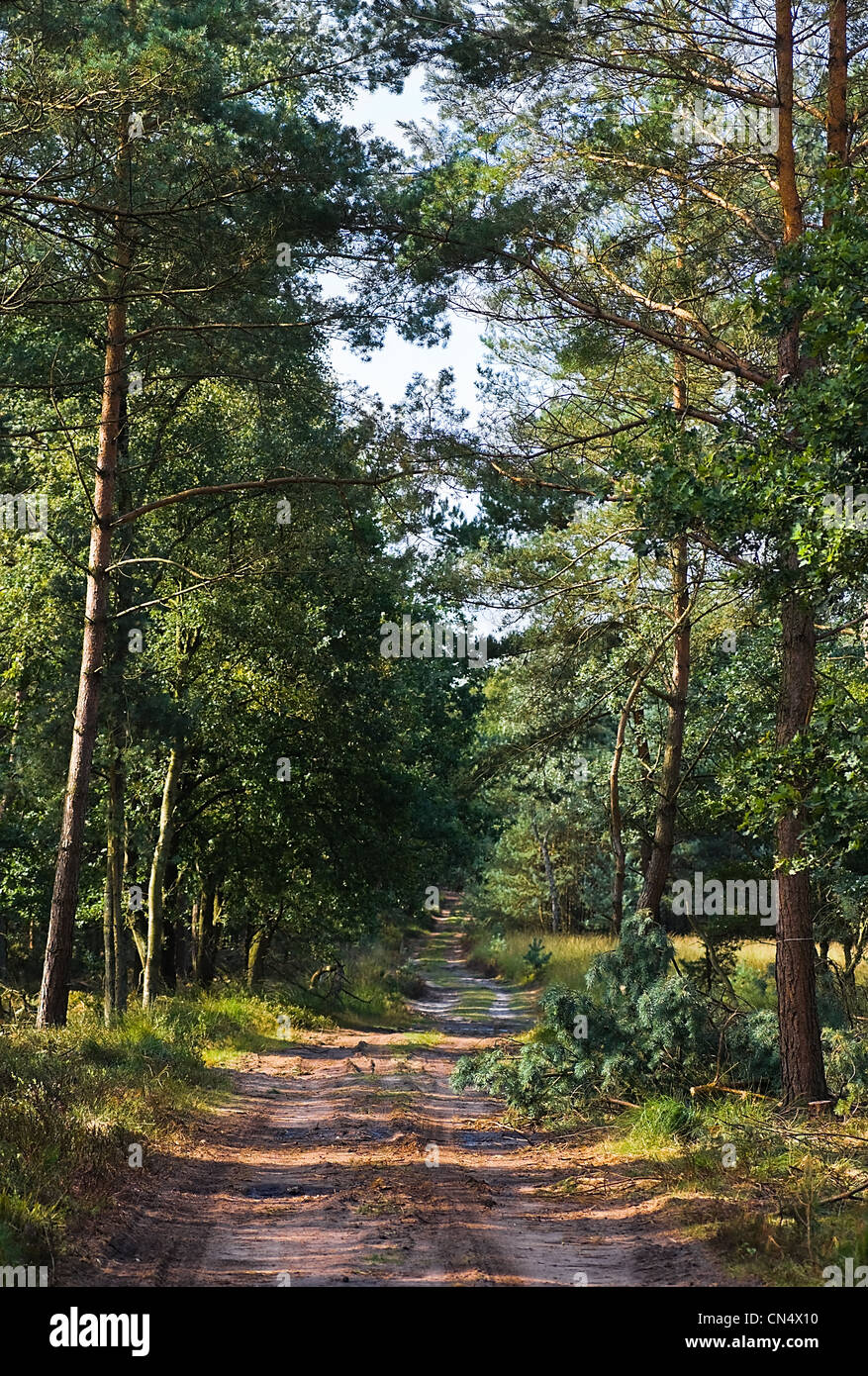 Weg im Wald auf sonnigen Sommermorgen - vertikales Bild Stockfoto