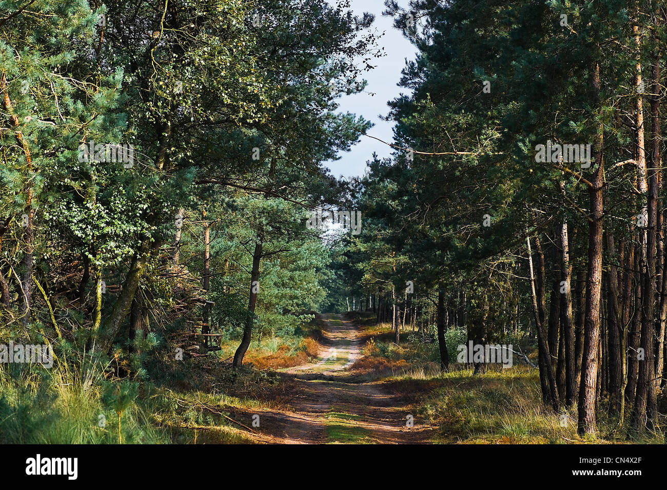 Weg im Wald auf sonnigen Sommermorgen - horizontales Bild Stockfoto