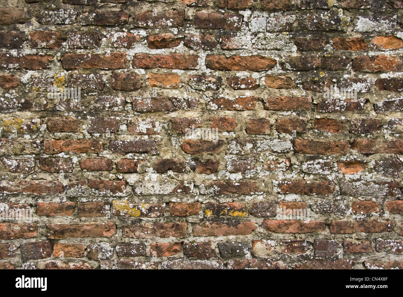 Teil des 300 Jahre alten steinernen Mauer mit Moos und Flechten bewachsen Stockfoto