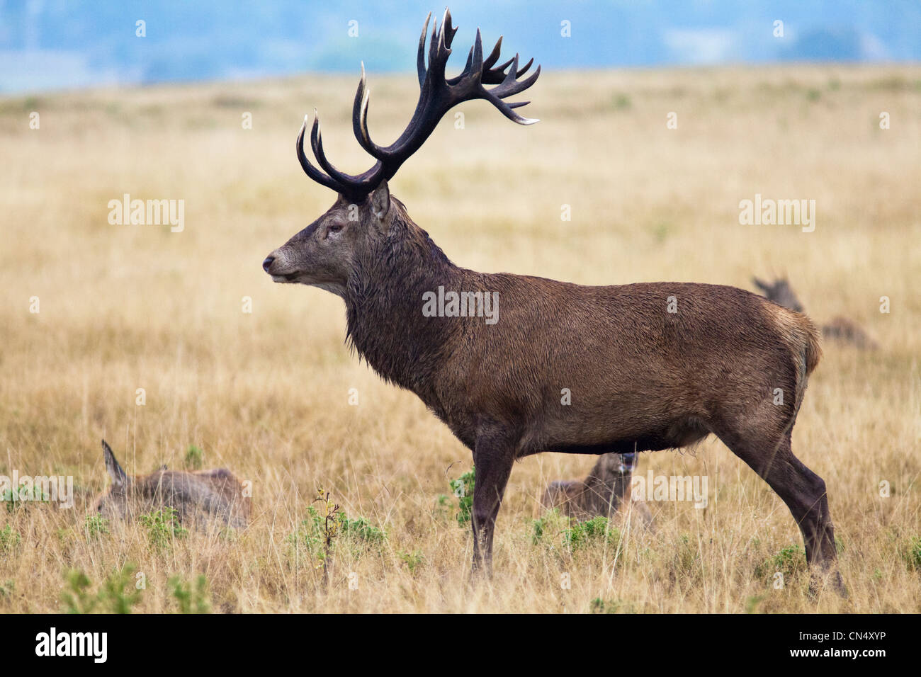 Red Deer stag, Profil, stehend - Cervus Elaphus, Richmond Park, Großbritannien Stockfoto