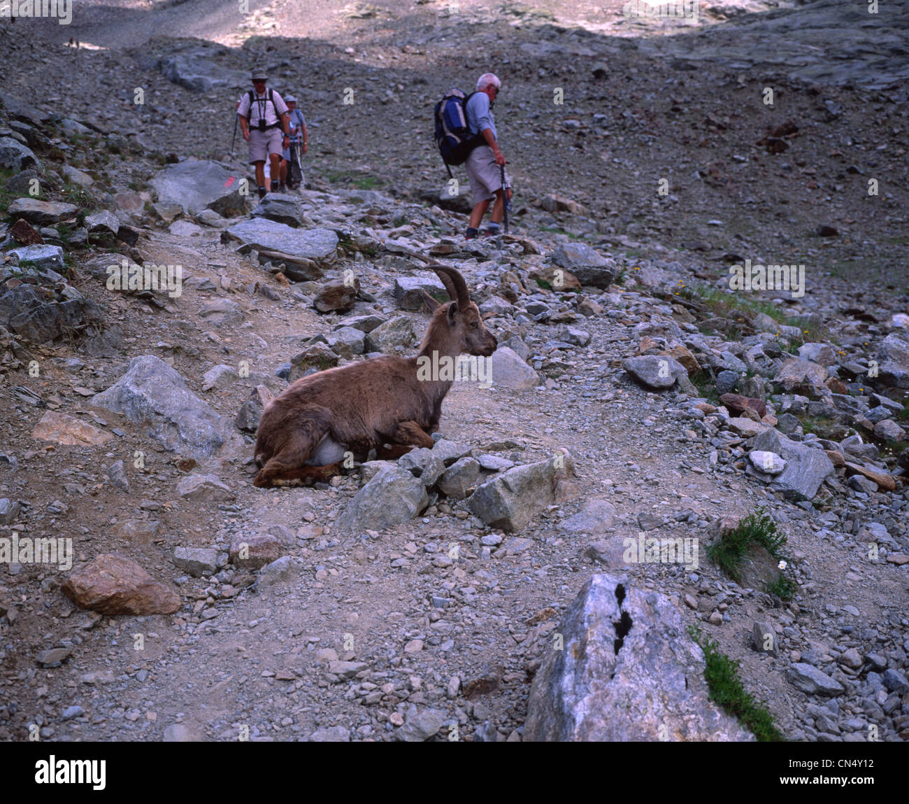 Alpine Ibex, Capra Ibex, liegend auf einem steinigen Weg über Chamonix in Frankreich Stockfoto