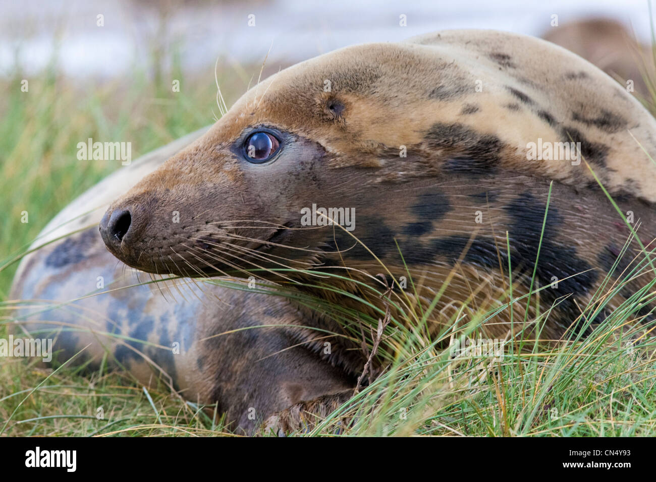 Kegelrobben - Halichoerus Grypus bei Donna Nook, UK Stockfoto