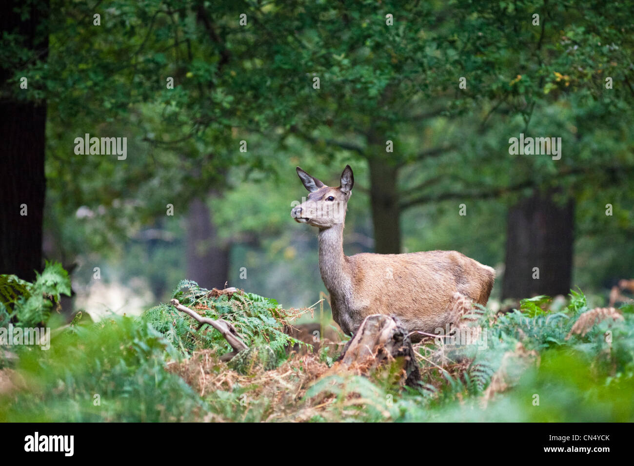 Rotwild - Cervus Elaphus - Portrait in Richmond Park, Großbritannien Stockfoto Rotwild - Cervus Elaphus - Portrait in Richmond Park, Großbritannien Stockfoto