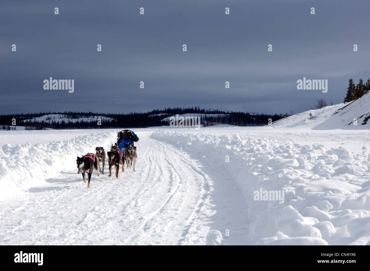 Wettbewerber in der Diavik 150 Meilen Hundeschlitten Rennen, Yellowknife, Northwest Territories Stockfoto