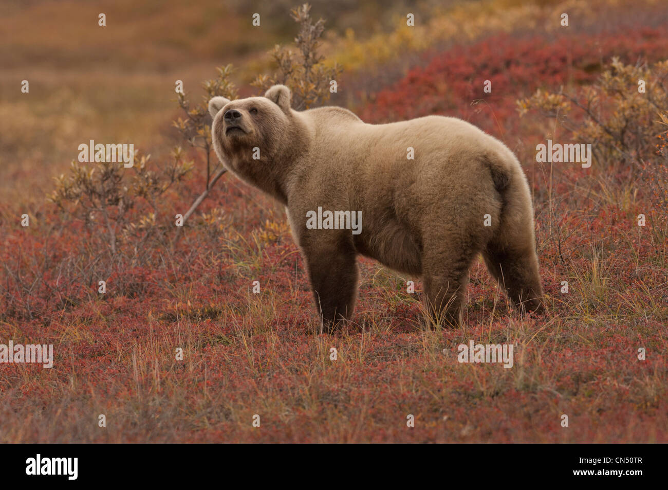 Grizzly Bär (Ursus Arctos) hat ein feines Gespür für Geruch. Denali Nationalpark, Alaska Stockfoto