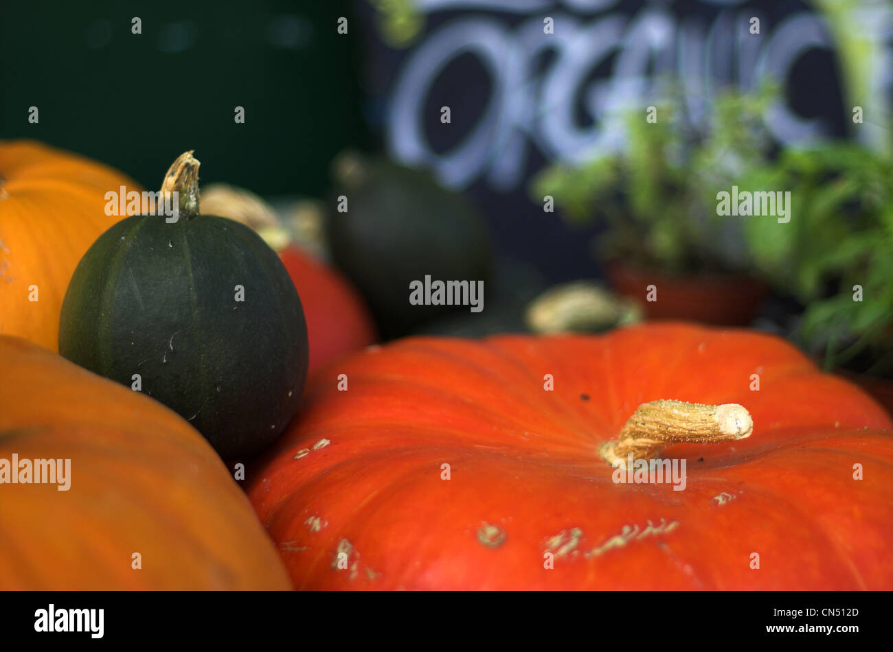 Bunten Kürbisse, Kürbisse und Zucchini auf dem display Stockfoto