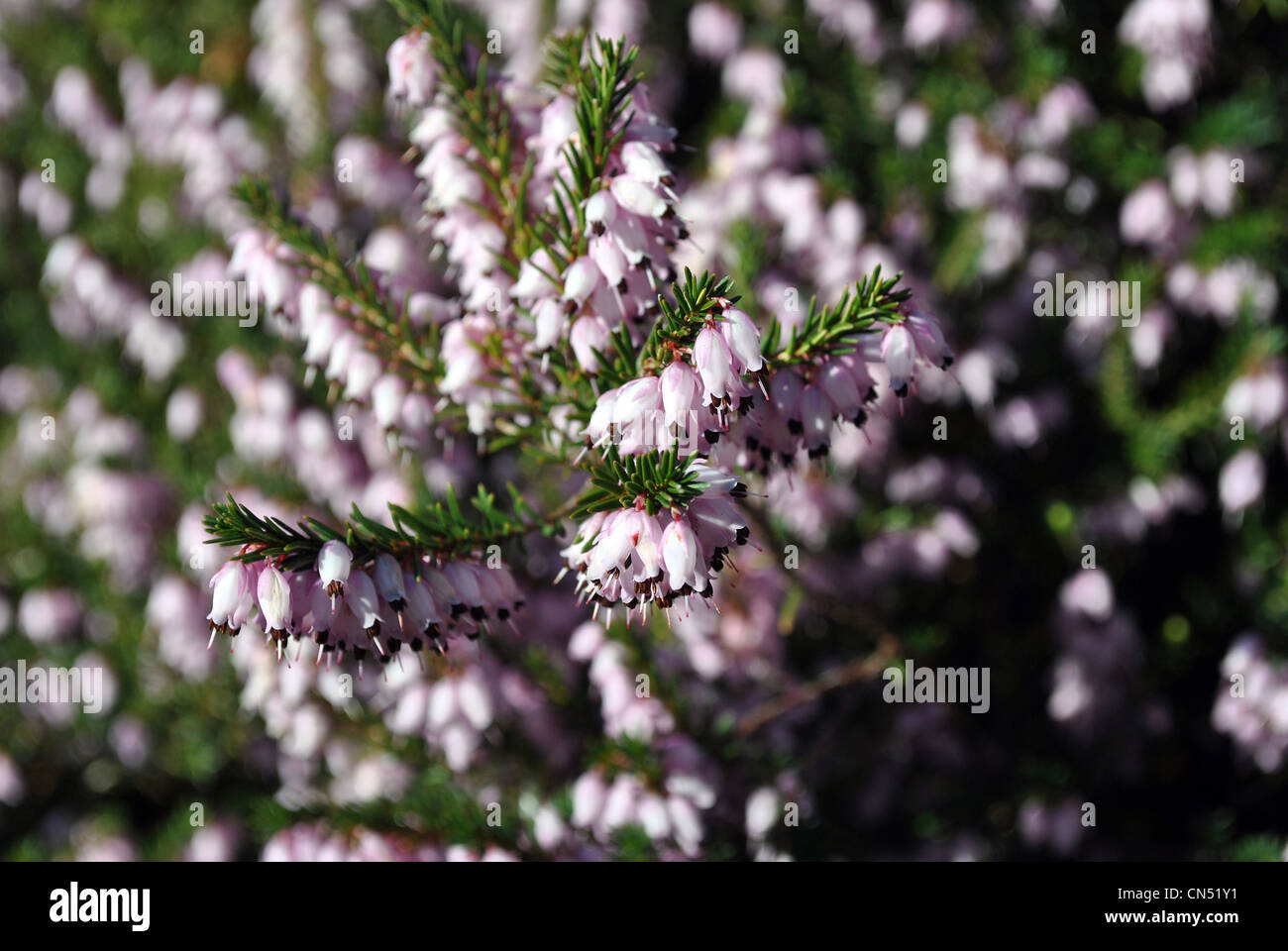 lila Blüte Heather, Calluna Vulgaris hautnah Stockfoto