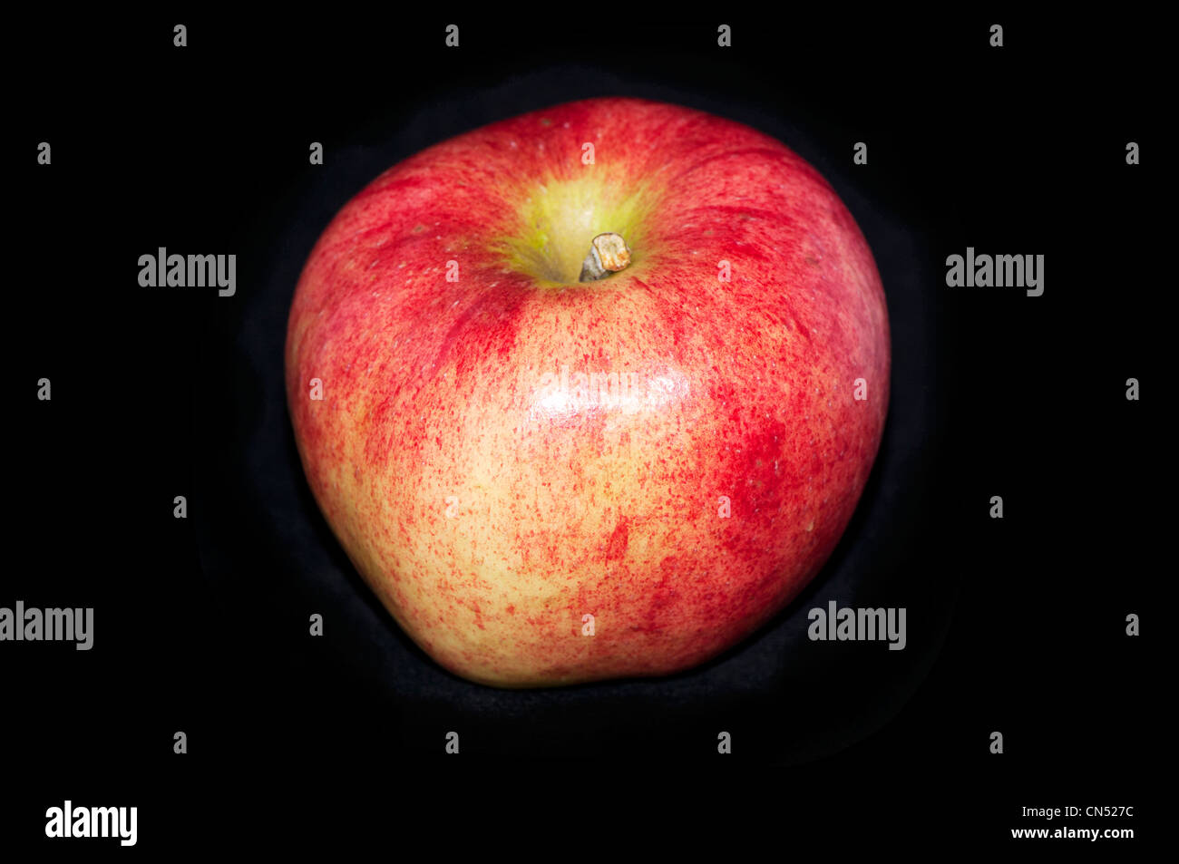 Apfel Sorte, Cox Pomona. Stockfoto