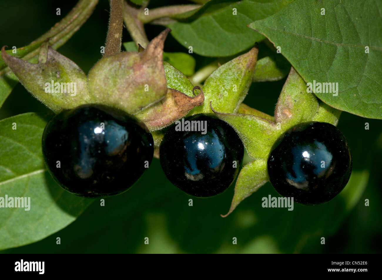 Beeren von Atropa belladona Stockfoto