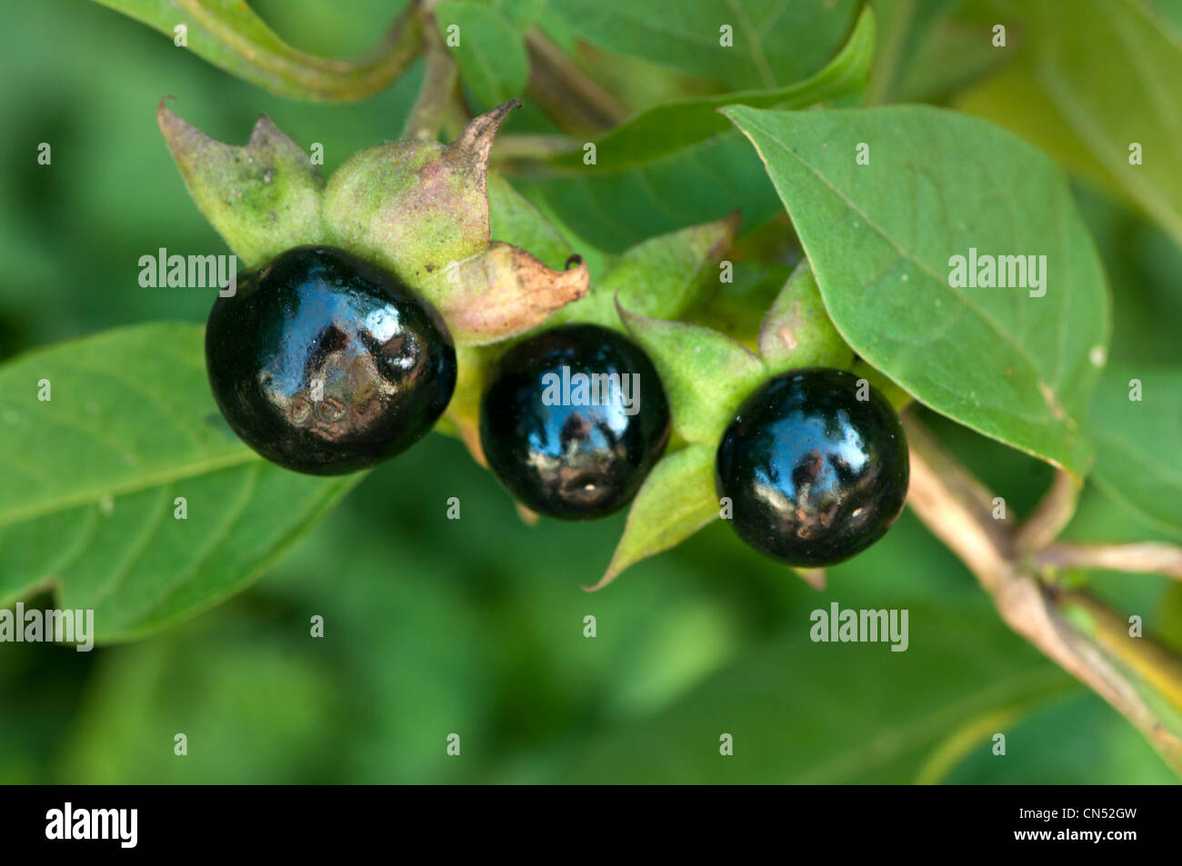 Beeren von Atropa belladona Stockfoto