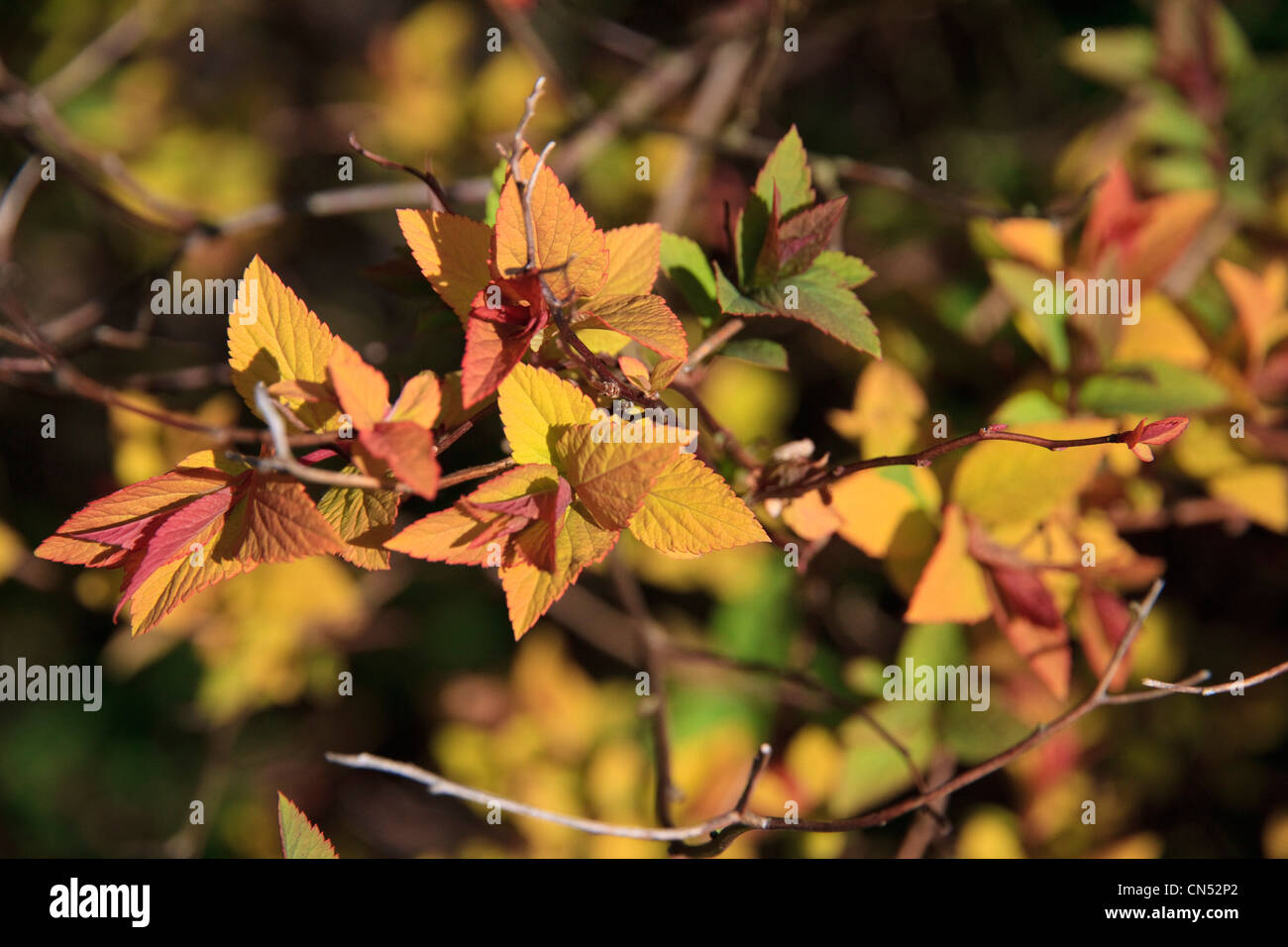 Spirea Japonica goldflame Stockfoto