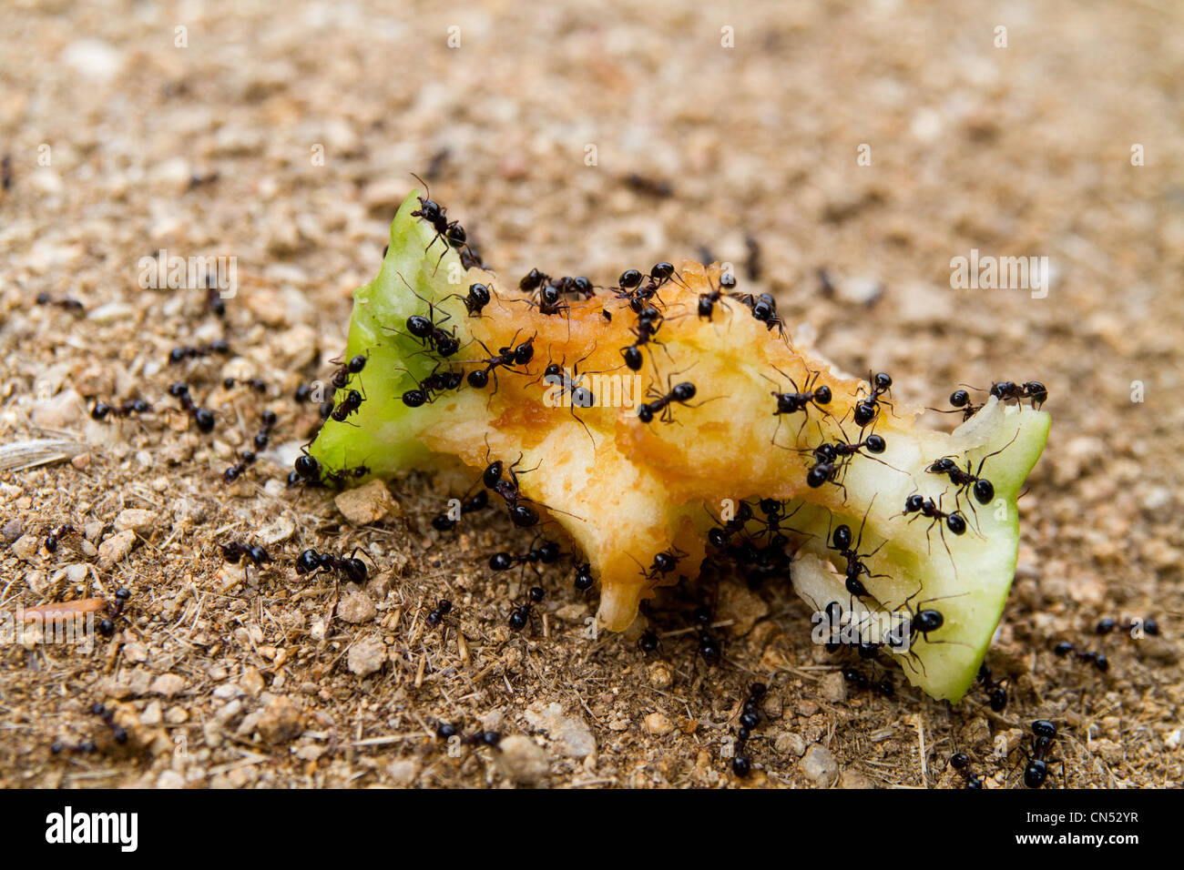 Eine Gruppe von schwarzen Ameisen Essen einen Apfel-Kern Stockfoto