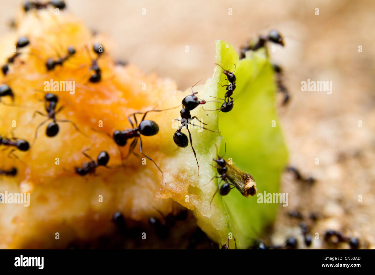 Eine Gruppe von schwarzen Ameisen Essen einen Apfel-Kern Stockfoto