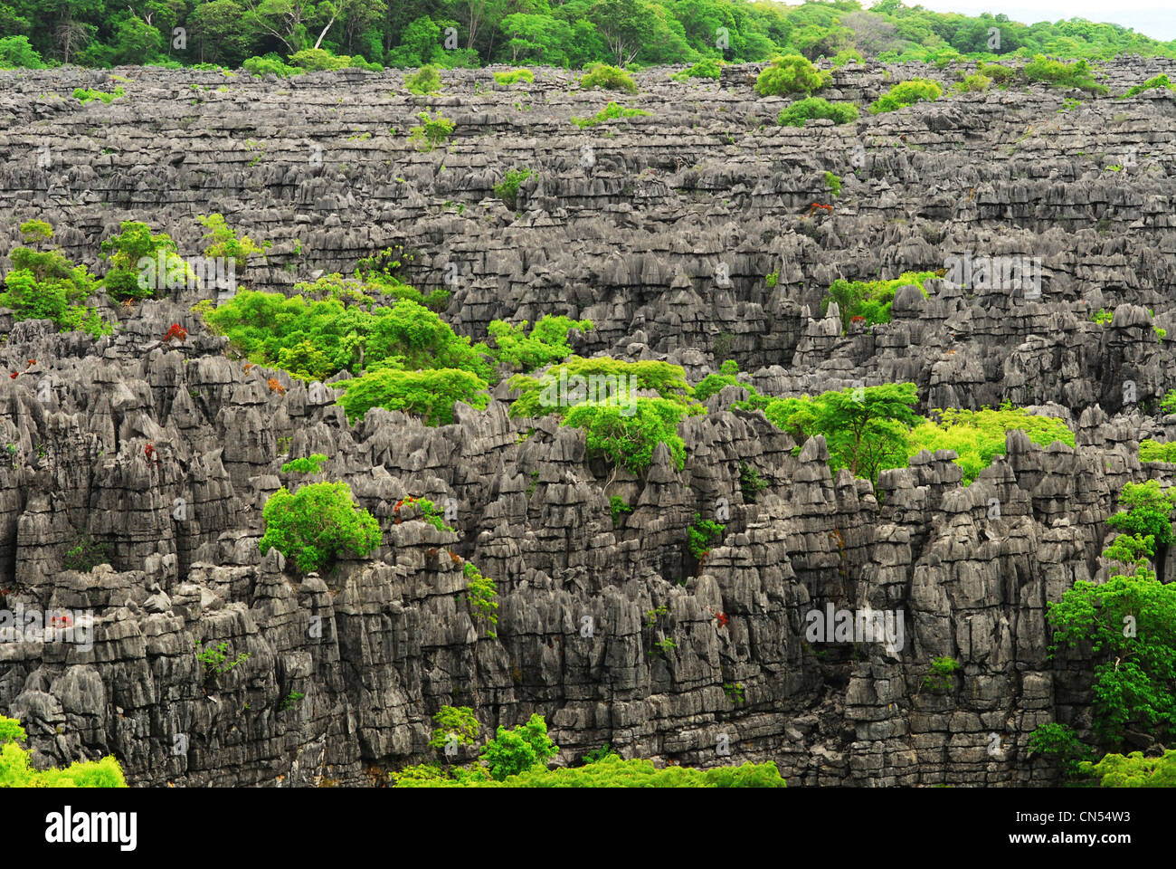 Madagaskar, spike Nord, Nationalpark von Ankarana, Tsingy Felsen mitten in den grünen Wald Stockfoto