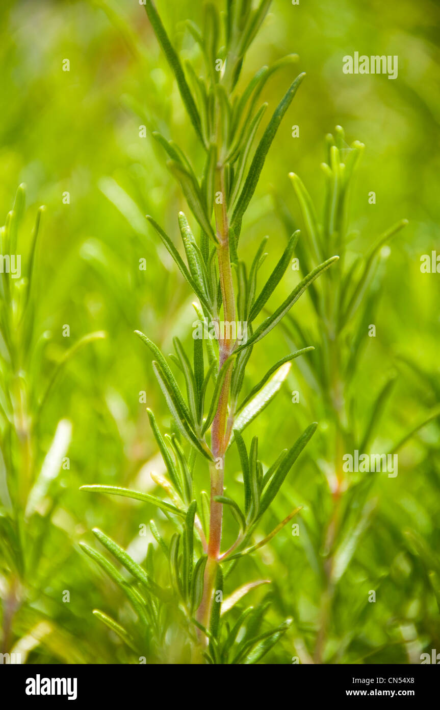 Vertikale hautnah das Kraut Rosmarin, Rosmarinus Officinalis, im Garten in der Sonne wachsen. Stockfoto