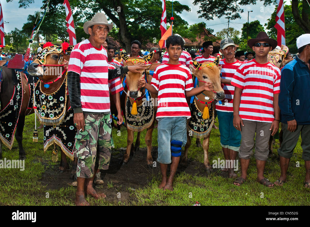 Indonesien, Java, Provinz Ost-Java, Madura Island, Bangkalan, bull Rasse namens Kerapan Sapis, Vorbereitung vor dem Rennen Stockfoto