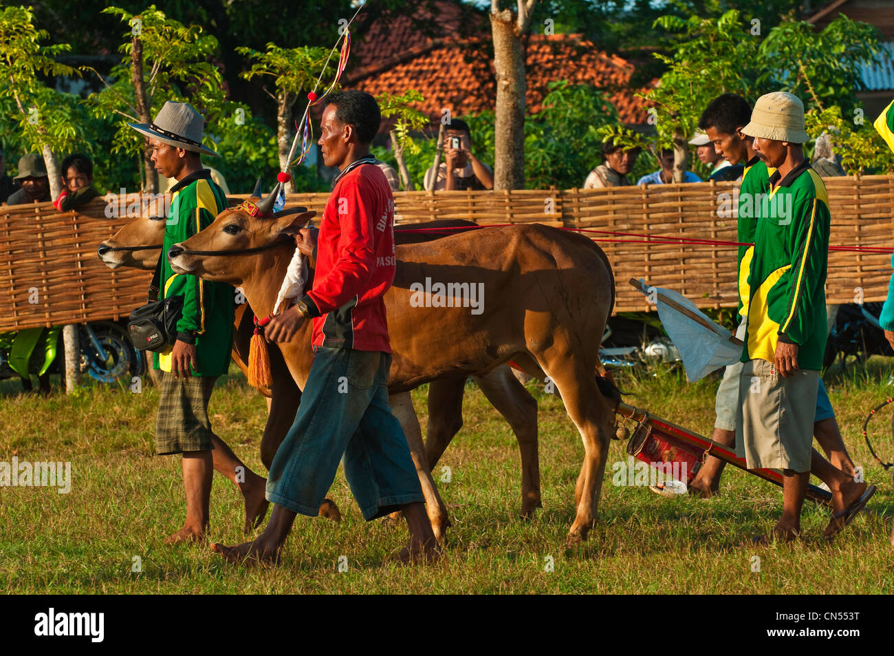 Indonesien, Java, Provinz Ost-Java, Madura Island, Pasongsongan Dorf, Rasse, genannt Kerapan Sapis Stier Stockfoto