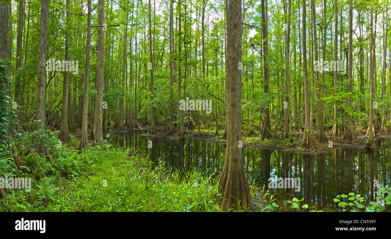 Sumpf im Hochland Hängematte State Park in der Nähe von Sebring Florida Stockfoto