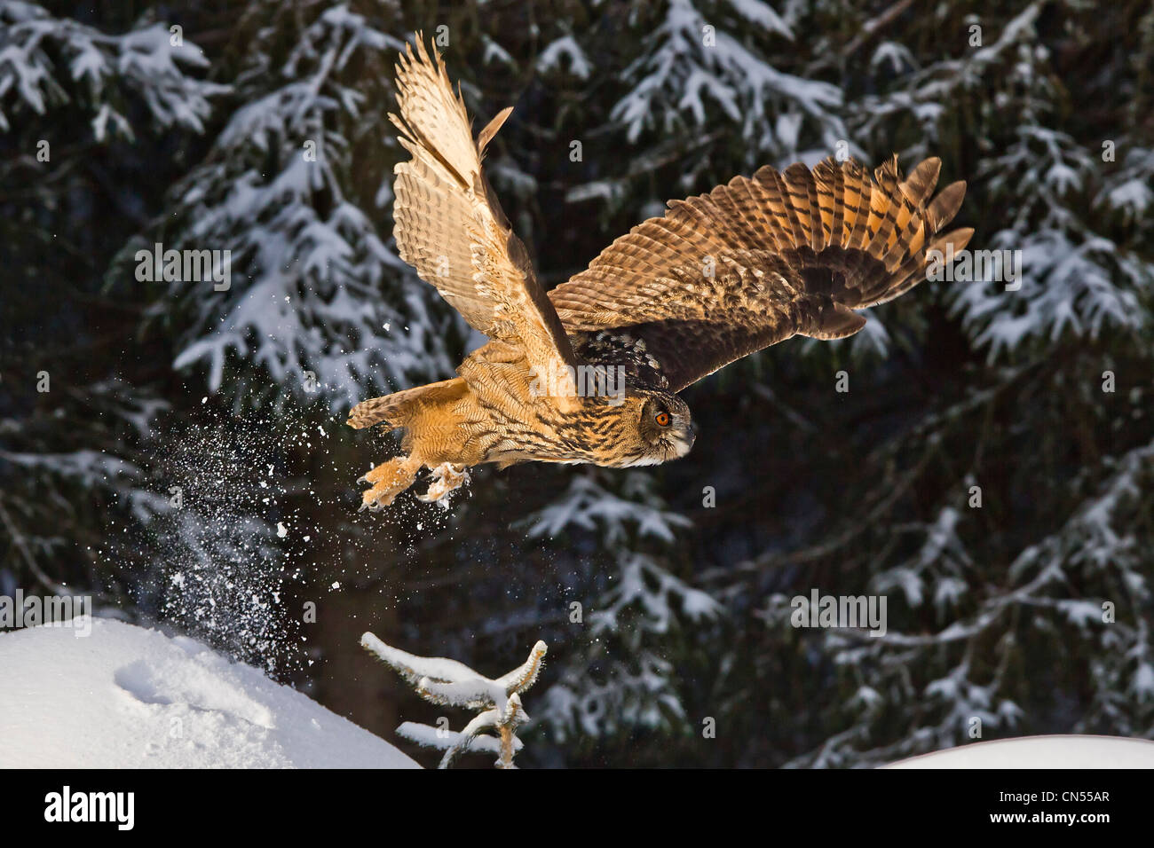 Eurasische Adler-Eule Bubo Bubo fliegen im verschneiten Wald Landschaft Stockfoto