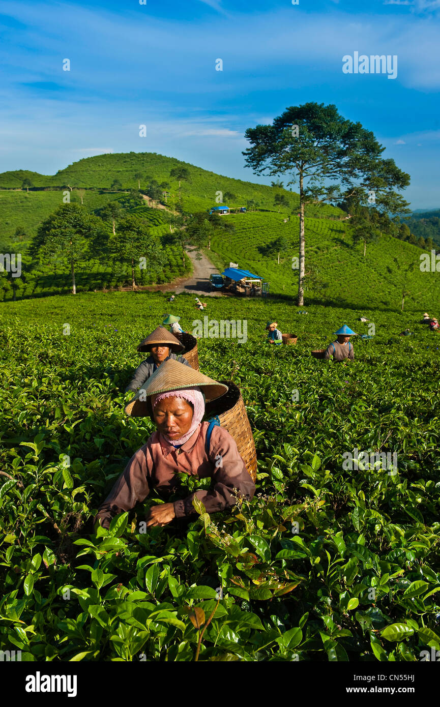 Indonesien, Java, Provinz Ost-Java, Kemuning Dorf, Kumpunsari Teeplantage, Arbeiter Ngatmi Stockfoto