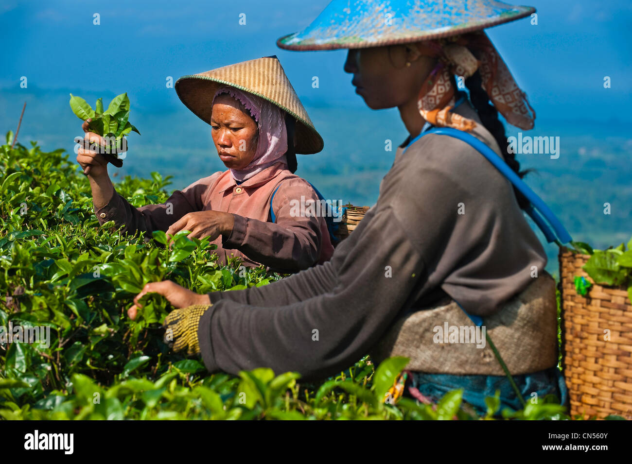 Indonesien, Java, Provinz Ost-Java, Kemuning Dorf, Kumpunsari Teeplantage, Arbeiter Ngatmi und Karni Stockfoto