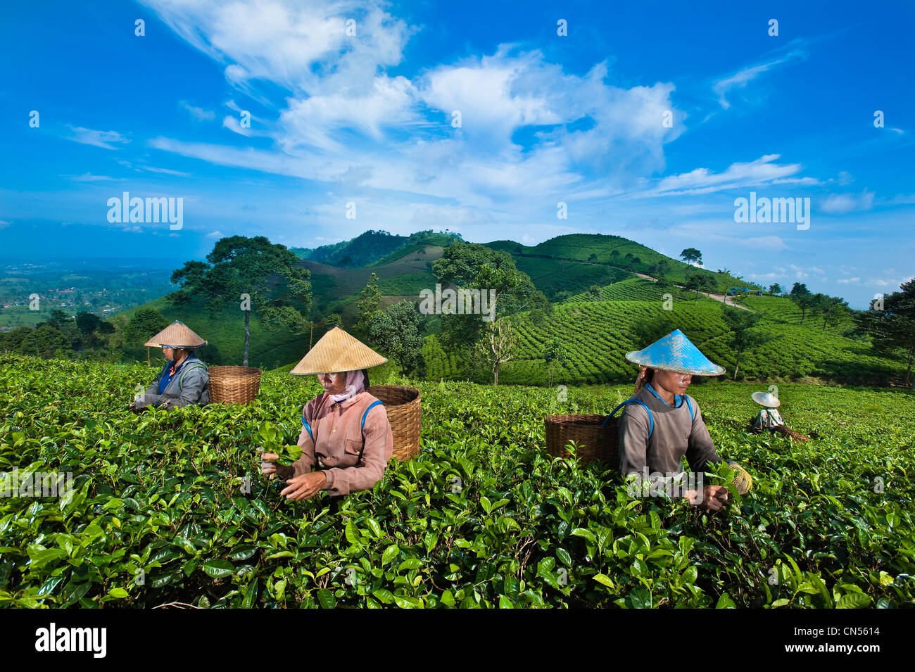 Indonesien, Java, Provinz Ost-Java, Kemuning Dorf, Kumpunsari Teeplantage, Arbeiter Ngatmi, Tantri und Karni Stockfoto