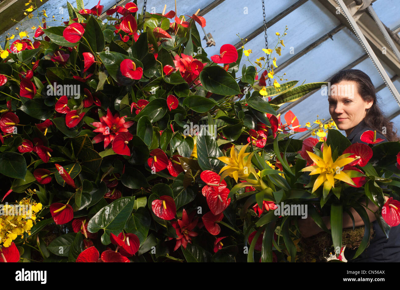 Royal Botanic Gardens in Kew feiern das tropische Extravaganza Festival 2012 mit mehr als 6.500 tropischen Pflanzen. Stockfoto