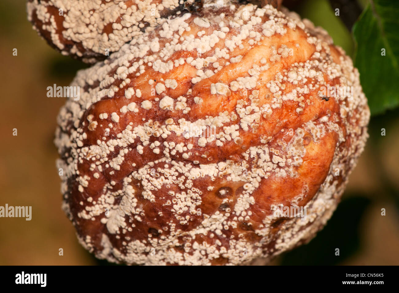 Monilia Fructigena, braune Fruchtfäule auf apple Stockfoto