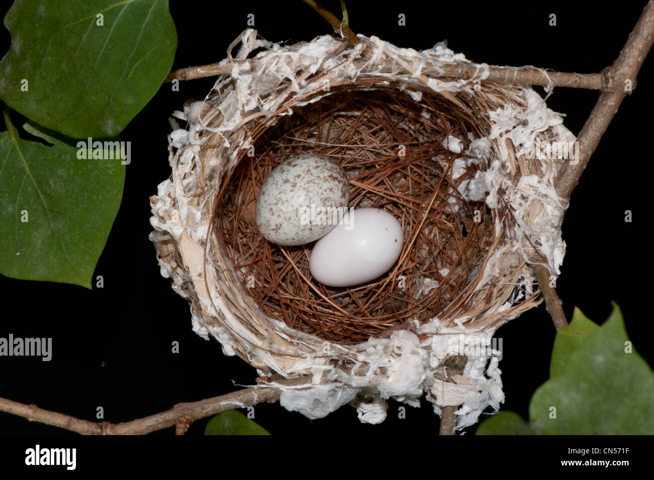 Nest von den rotäugigen Vireo Vireo Olivaceus, mit einem Kuhstärlinge Ei Stockfoto
