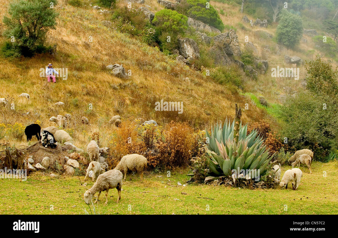 Pastorale Szene in der Sierra de Los Cuchumatanes Hochland in der Nähe von Todos Santos Cuchumatan. Stockfoto
